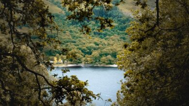 Bethand Deneme Bonusları 2024