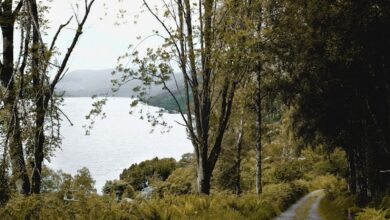 Bethand Giriş Adresi ile Deneme Bonusu Kazanma